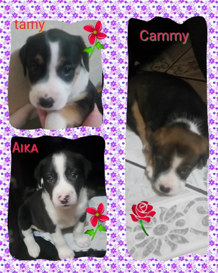 Cachorro ra a Srd idade Abaixo de 2 meses nome Aika ,cammy e Tamy