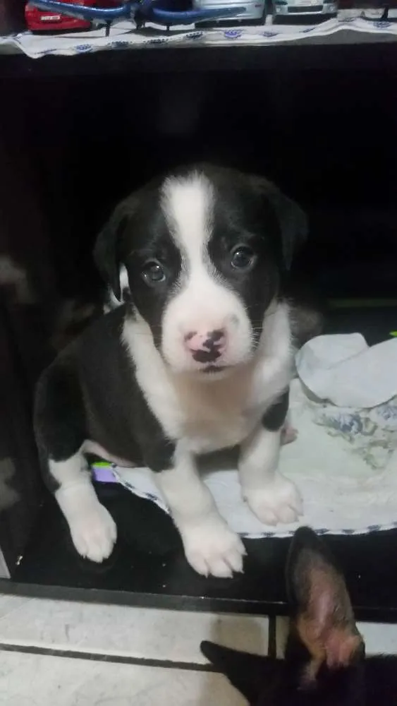 Cachorro ra a Srd idade Abaixo de 2 meses nome Aika ,cammy e Tamy