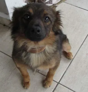 Cachorro raça  idade 3 anos nome Lessi