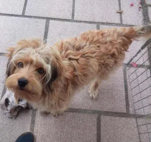 Cachorro raça vira lata com poodle idade 7 a 11 meses nome Cookie