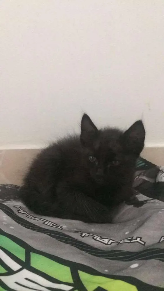 Gato ra a SRD idade 2 a 6 meses nome Sem Nome