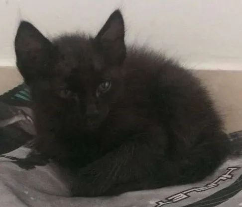Gato ra a SRD idade 2 a 6 meses nome Sem Nome