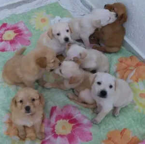 Cachorro raça Vira Lata idade Abaixo de 2 meses nome Não tem