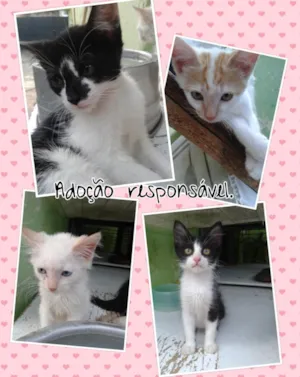 Gato raça SRD idade Abaixo de 2 meses nome SEM NOMES