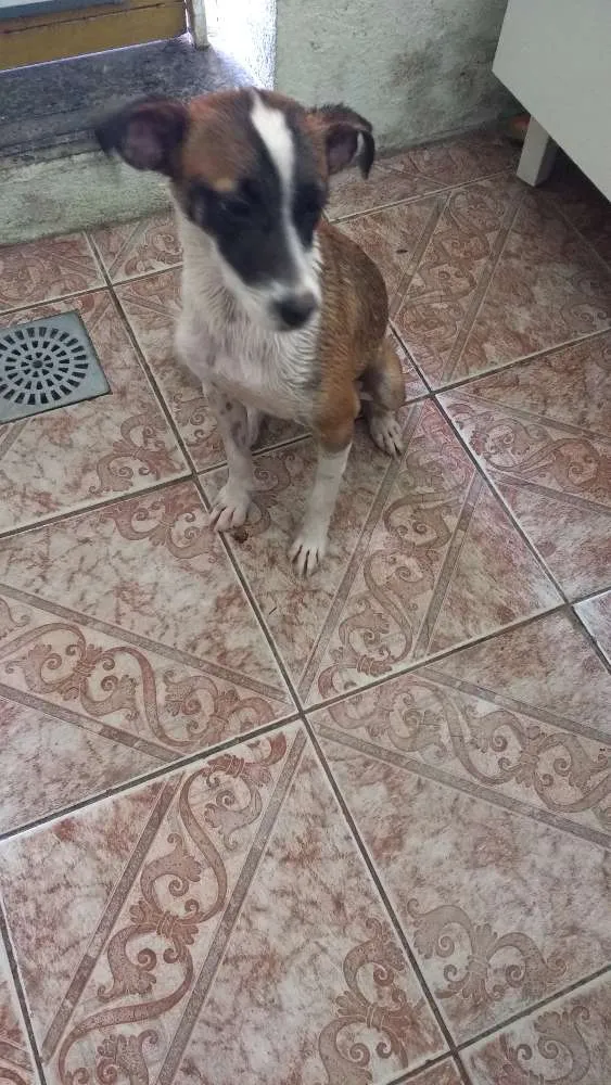 Cachorro raça Vira lata idade 7 a 11 meses nome Lili
