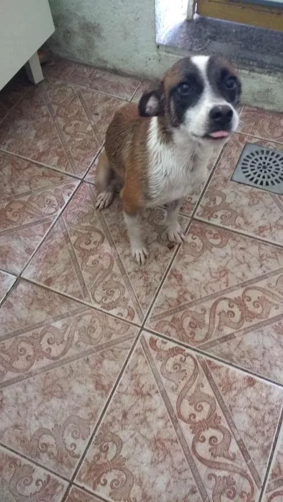 Cachorro raça Vira lata idade 7 a 11 meses nome Lili