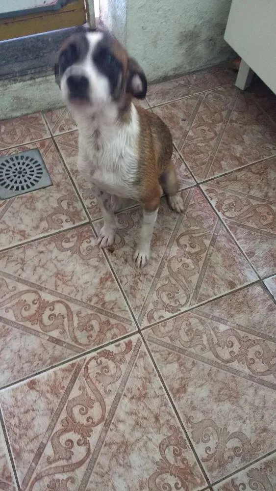 Cachorro raça Vira lata idade 7 a 11 meses nome Lili