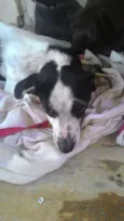 Estrelinha