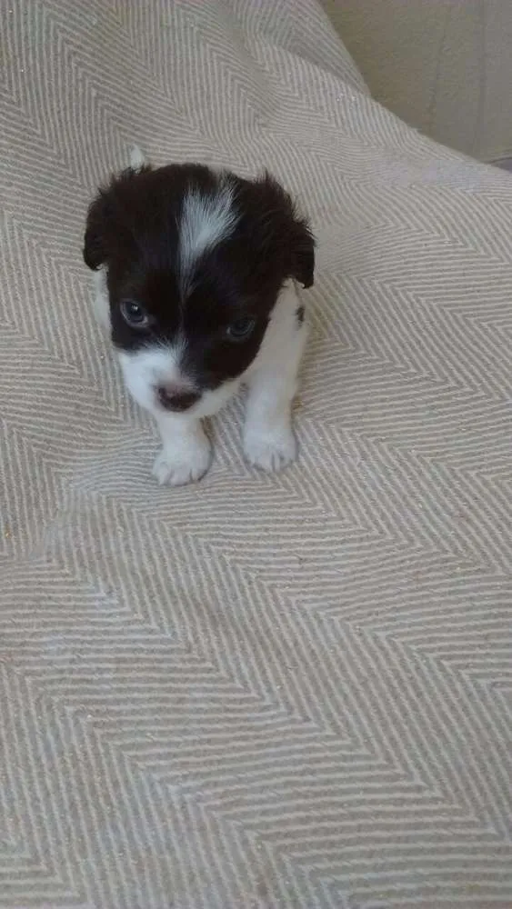 Cachorro ra a Srd idade Abaixo de 2 meses nome Sem nome 