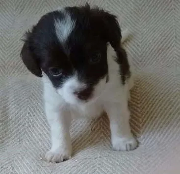 Cachorro ra a Srd idade Abaixo de 2 meses nome Sem nome 