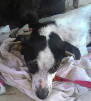 Cachorro raça Vira lata idade 1 ano nome Estrelinha