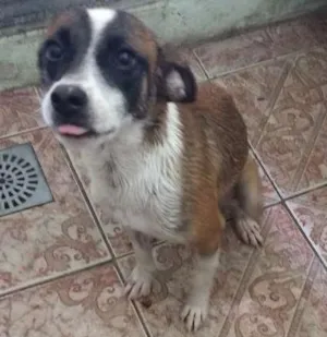 Cachorro raça Vira lata idade 7 a 11 meses nome Lili