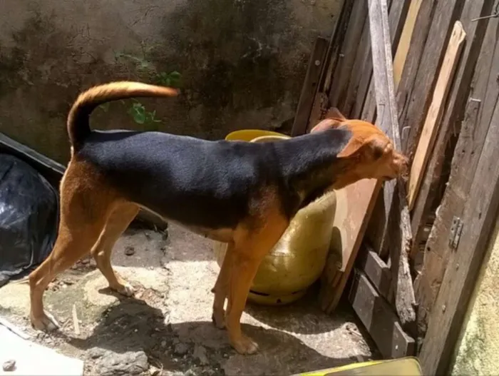 Cachorro ra a Mestiça idade 1 ano nome Duquesa