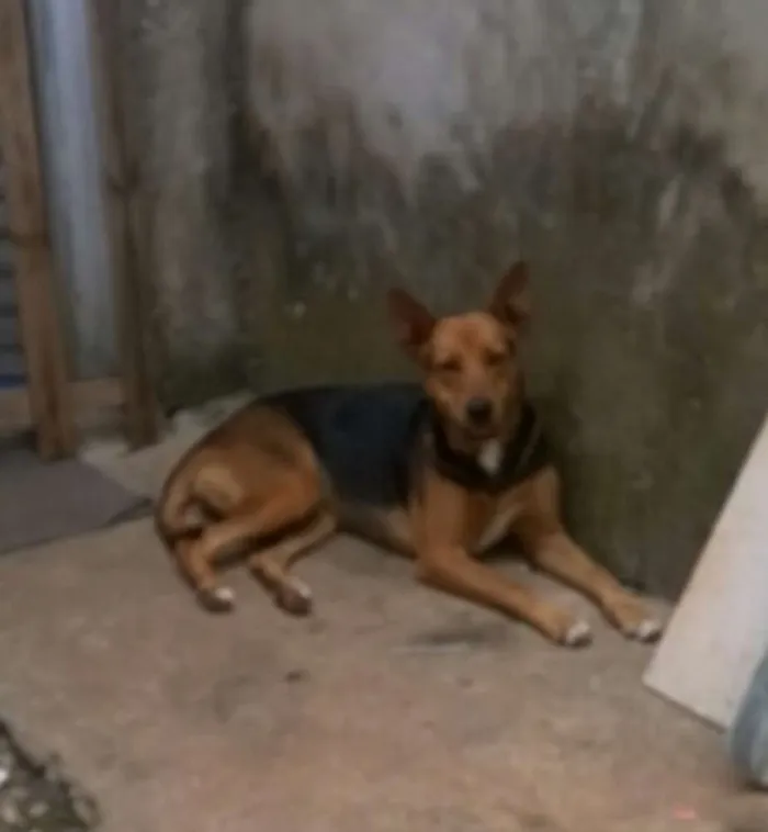 Cachorro ra a Mestiça idade 1 ano nome Duquesa
