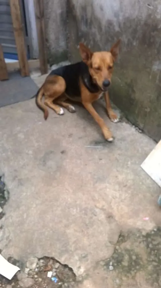 Cachorro ra a Mestiça idade 1 ano nome Duquesa