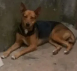 Cachorro raça Mestiça idade 1 ano nome Duquesa