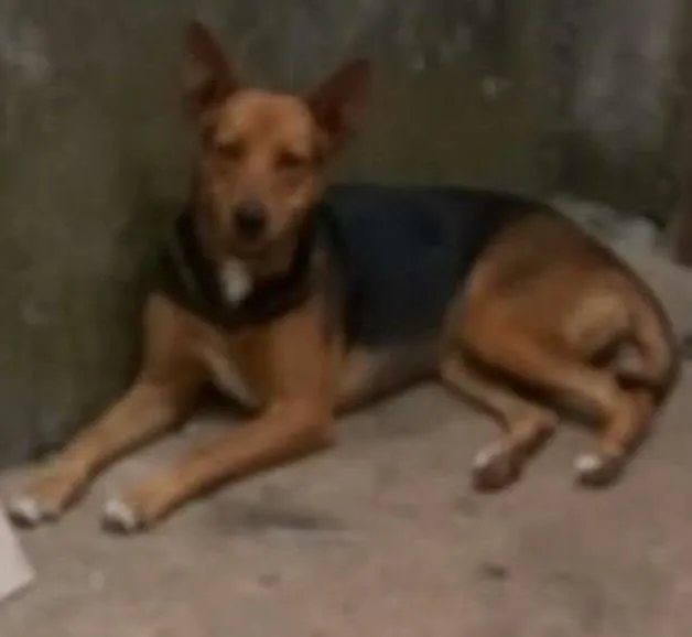 Cachorro ra a Mestiça idade 1 ano nome Duquesa