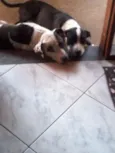 Pipoca