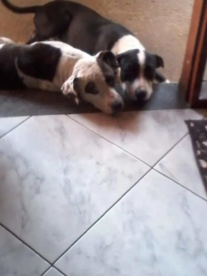 Cachorro ra a Sem definiçao idade 2 anos nome Pipoca