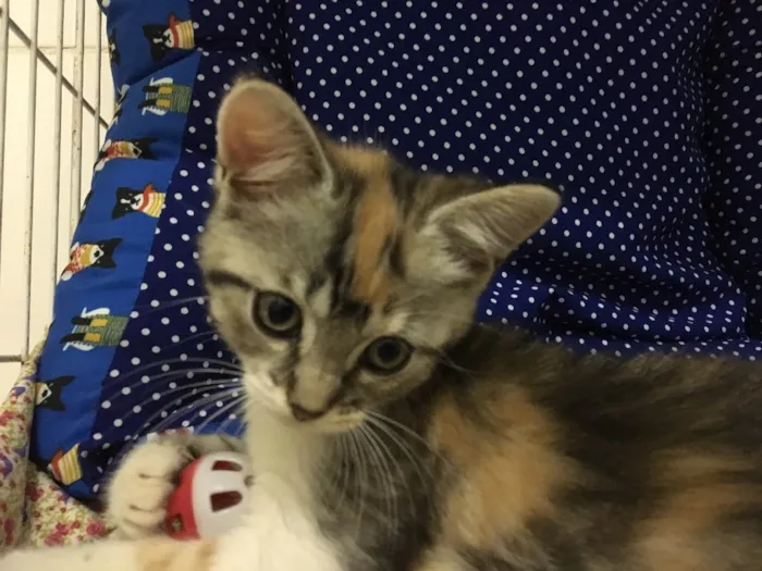 Gato ra a SRD idade 2 a 6 meses nome Alanis