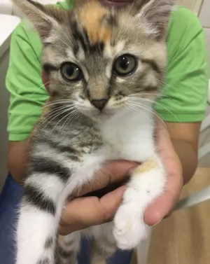 Gato raça SRD idade 2 a 6 meses nome Alanis