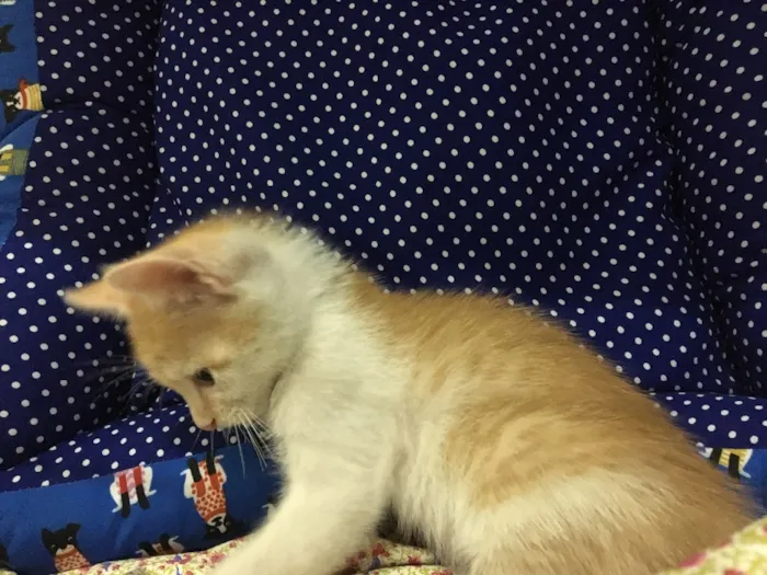 Gato ra a SRD idade Abaixo de 2 meses nome Acerola