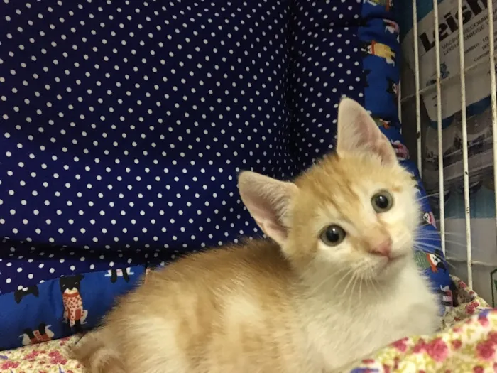 Gato ra a SRD idade Abaixo de 2 meses nome Acerola