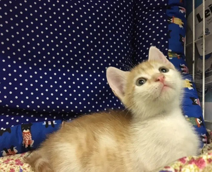 Gato ra a SRD idade Abaixo de 2 meses nome Acerola