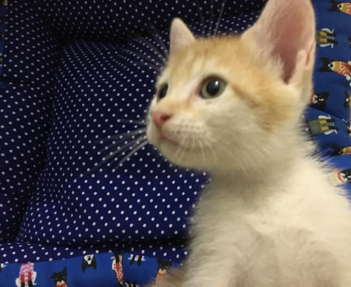 Gato ra a SRD idade Abaixo de 2 meses nome Acerola
