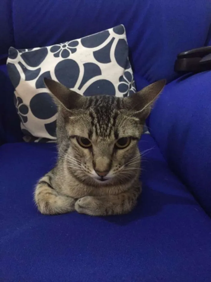 Gato ra a SRD idade 7 a 11 meses nome Nina