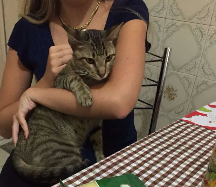 Gato ra a SRD idade 7 a 11 meses nome Nina