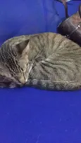 Nina