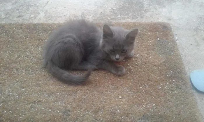 Gato raça Sem raça idade 2 a 6 meses nome Sem nome