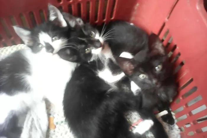 Gato ra a  idade Abaixo de 2 meses nome Ibby,Eby eMeibi 
