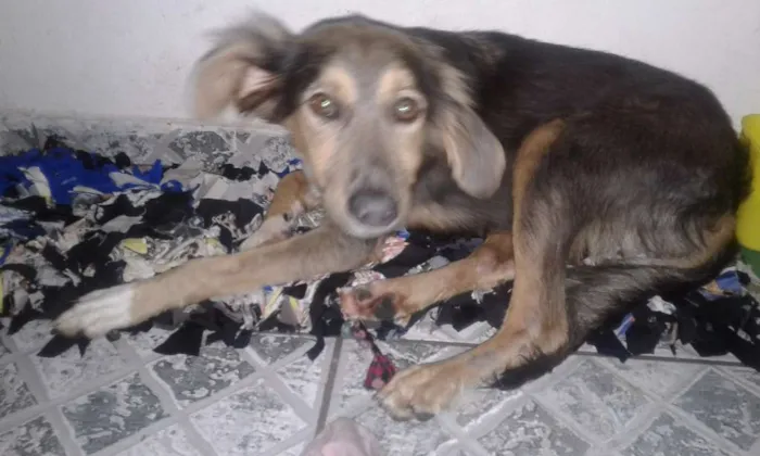 Cachorro ra a Pastor alemão com labrador  idade 2 a 6 meses nome Princesa 