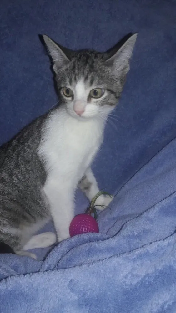 Gato ra a SRD idade 2 a 6 meses nome Alice