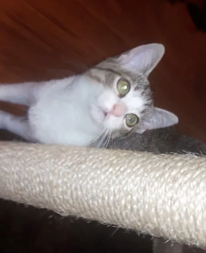 Gato ra a SRD idade 2 a 6 meses nome Alice