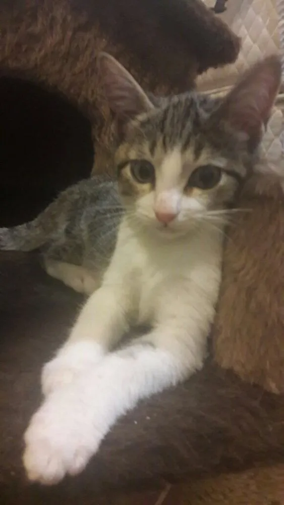 Gato ra a SRD idade 2 a 6 meses nome Alice