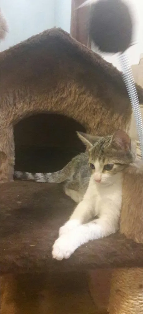 Gato ra a SRD idade 2 a 6 meses nome Alice