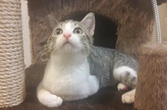 Gato ra a SRD idade 2 a 6 meses nome Alice