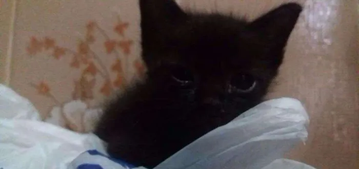 Gato raça Sem Raça idade Abaixo de 2 meses nome Sem Nome