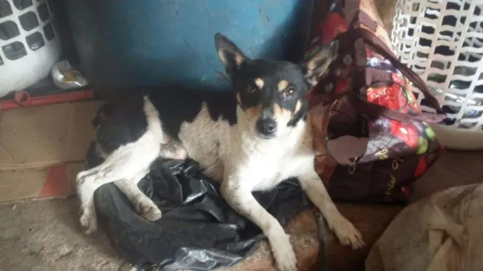 Cachorro ra a pinscher idade 2 anos nome PINSCHER ALVARENGA