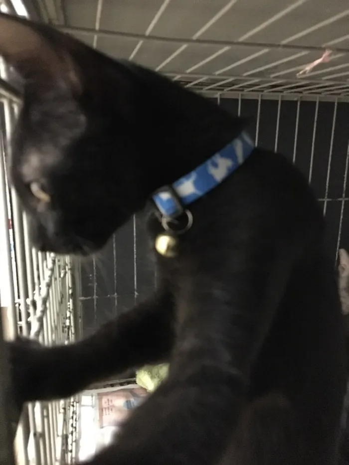 Gato ra a SRD idade 2 a 6 meses nome Veludo