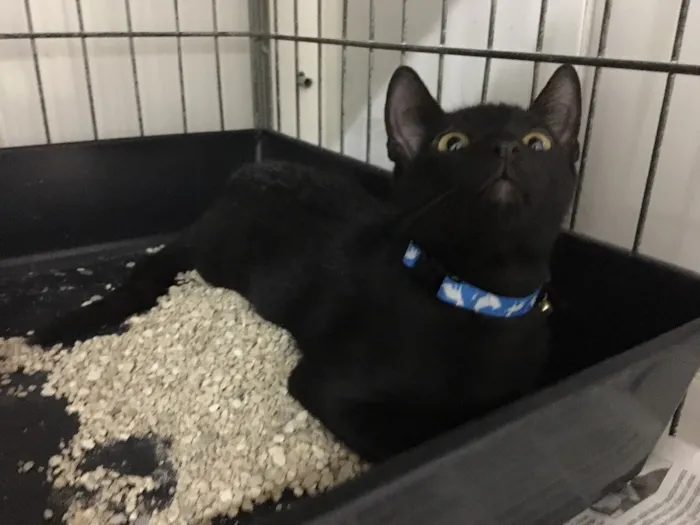 Gato ra a SRD idade 2 a 6 meses nome Veludo