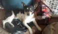 PINSCHER ALVARENGA