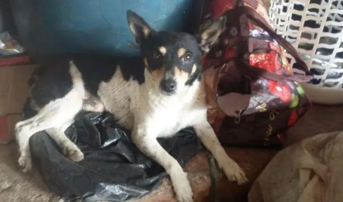 Cachorro ra a pinscher idade 2 anos nome PINSCHER ALVARENGA