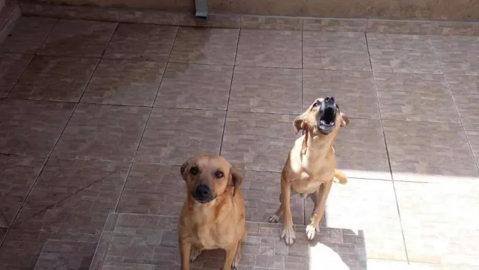 Cachorro ra a vira lata (mistura de poodle) idade 1 ano nome Bob e Marley