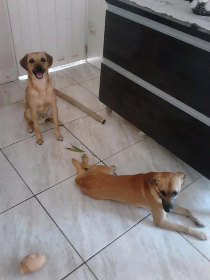 Cachorro ra a vira lata (mistura de poodle) idade 1 ano nome Bob e Marley
