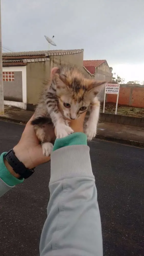 Gato ra a Vira lata idade 2 a 6 meses nome Sem nome