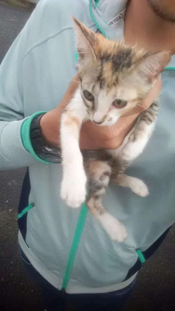 Gato ra a Vira lata idade 2 a 6 meses nome Sem nome